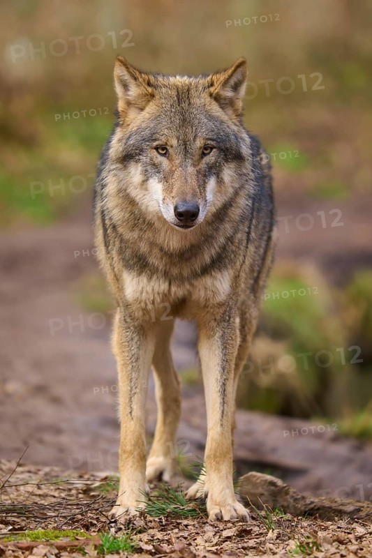 A focussed wolf on a forest path looks ahead, Wolf (Canis lupus), Germany