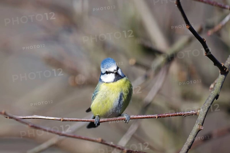 Blue tit (Cyanistes caeruleus), close-up, colourful plumage, twig, cute, sunlight, single blue tit sitting in a tree in winter