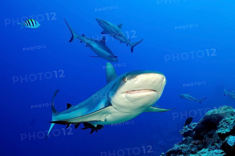 Underwater photo of in the foreground Grey reef shark (Carcharhinus amblyrhynchos) swimming very close to viewer, behind it small group of grey reef sharks swimming through open water blue sea tropical seas, Red Sea, Indian Ocean, Pacific Ocean