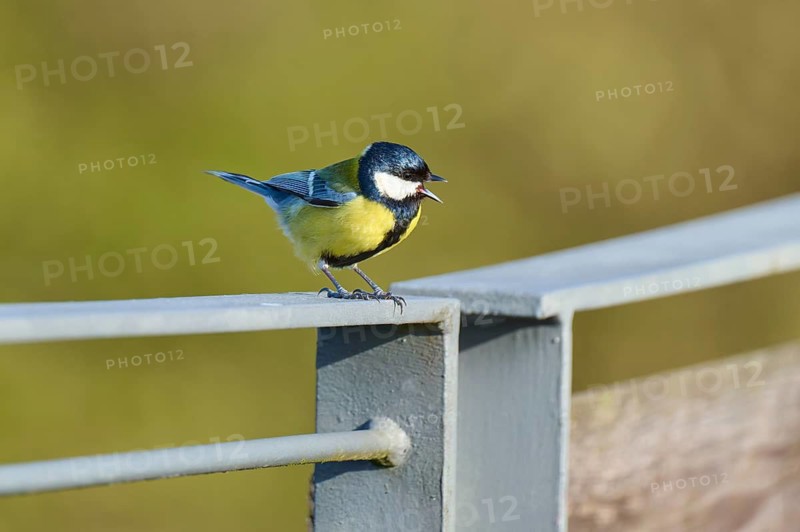 Great tit sitting on a railing and calling loudly into the neighbourhood, Great tit (Parus major), spring, bird island, Altmühlsee, Muhr am See, Gunzenhausen, Franconian Lake District, Bavaria, Germany
