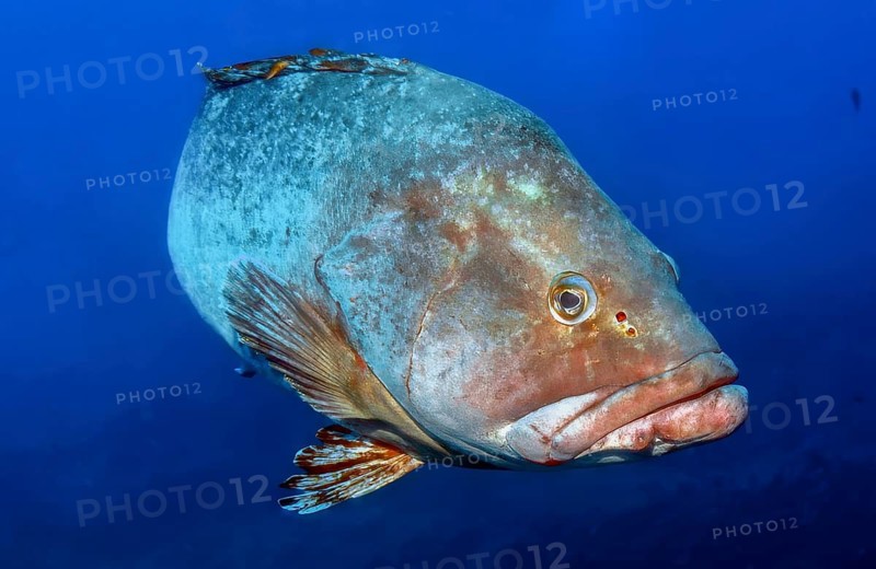 Underwater photo close-up of head of large specimen Dusky Grouper (Epinephelus marginatus) swimming through blue sea close to viewer, Mediterranean Sea