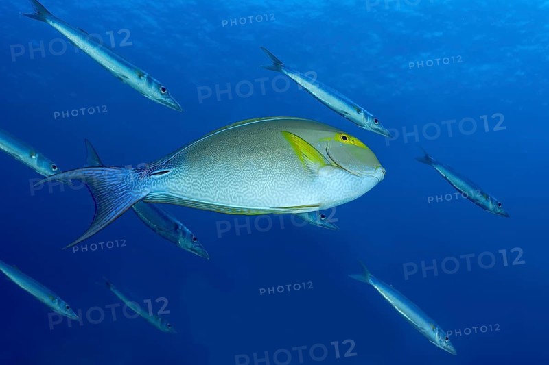A yellowfin surgeonfish glides gracefully amidst slender barracudas under the clear blue waters of a Maldives reef, showcasing vibrant marine life in its natural habitat
