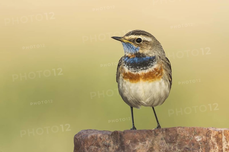 Bluethroat (Luscinia svecica svecica) male, Eilat, Israel