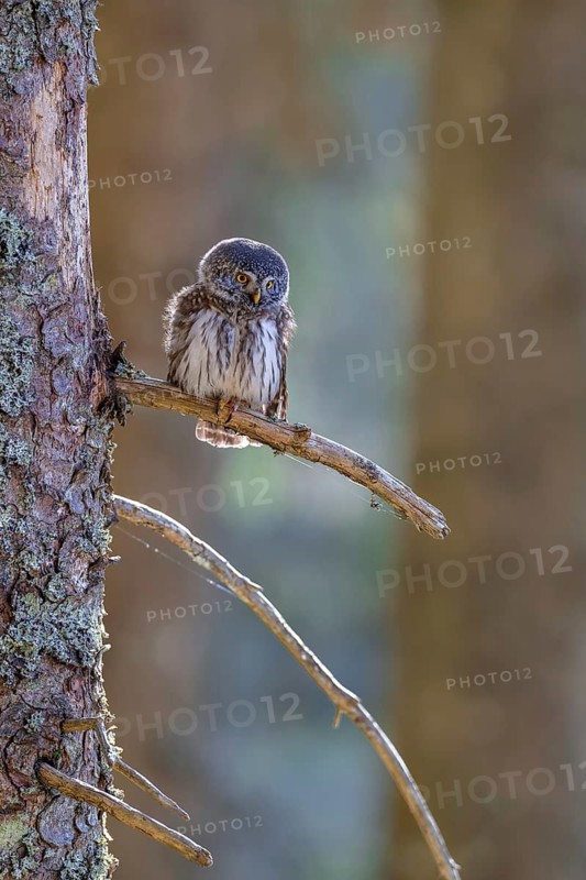 Pygmy Owl (Glaucicium passerinum), sitting on the branch of a tree, Pirchner Ast, Schwaz, Tyrol, Austria
