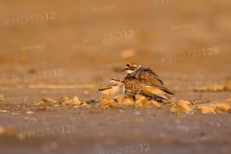 Little Ringed Plover (Charadrius dubius) with chick, North Rhine-Westphalia, Germany