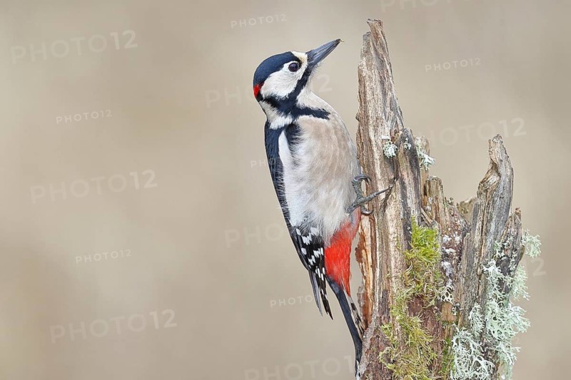 Great spotted woodpecker (Dendrocopos major), male, foraging on a tree stump overgrown with moss and lichen in the forest, Wilnsdorf, North Rhine-Westphalia, Germany