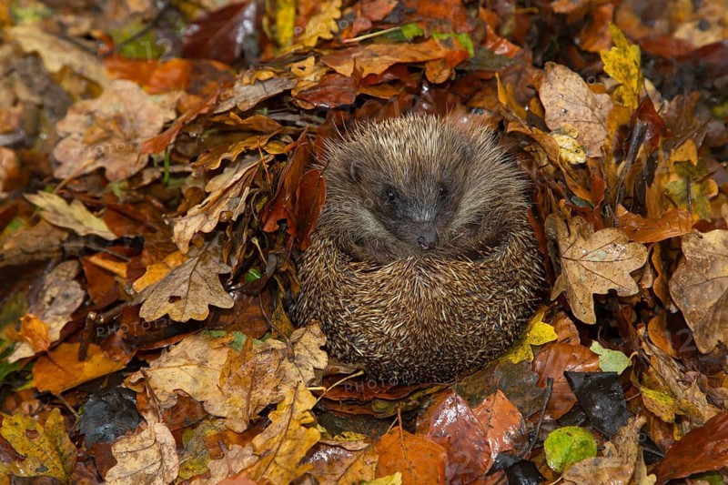 European hedgehog (Erinaceus europaeus) adult animal resting on fallen autumn leaves during hibernation, England, United Kingdom