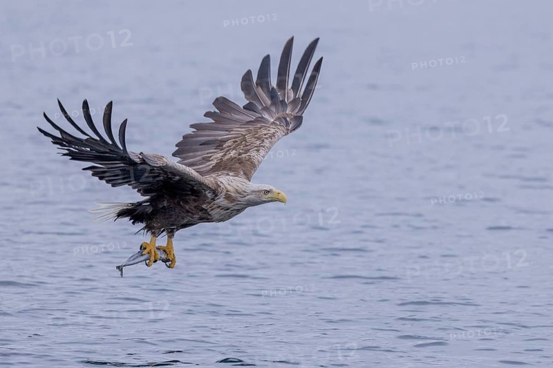 White-tailed eagle (Haliaeetus albicilla), hunting, Vesteralen, Norway