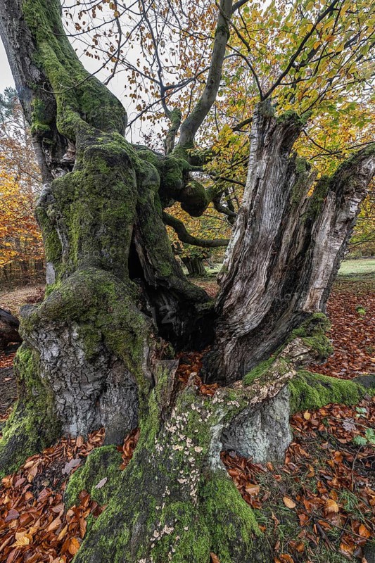 Old copper beeches (Fagus sylvatica) in the Hutewald Halloh, Hesse, Lower Saxony
