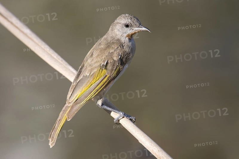 Rufous-throated Honeyeater (Conopophila rufogularis), Western Australia, Australia