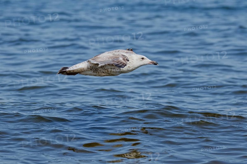 Juvenile herring gull (Larus argentatus) flying low above rippled blue sea water with wings tucked in gliding position, captured in natural daylight with soft background, Poland