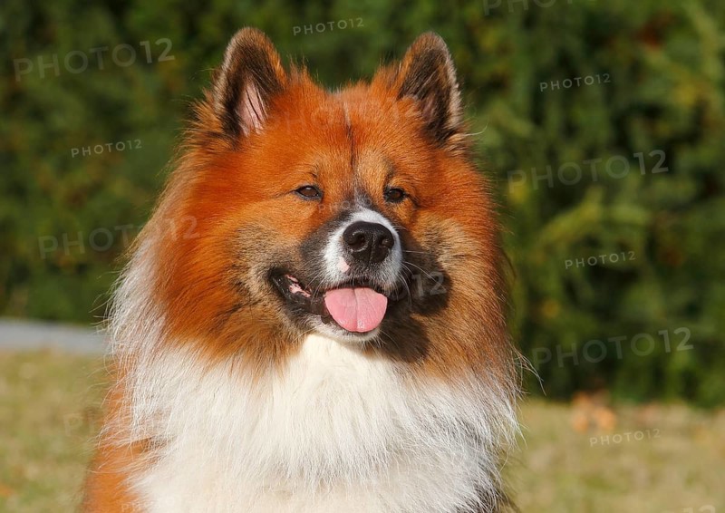 Large Elo (Canis lupus familiaris), male 3 years, portrait, North Rhine-Westphalia, Germany