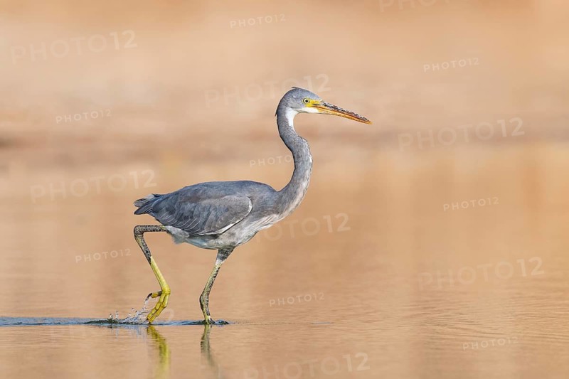 Western Reef Heron (Egretta gularis), Eilat, Israel