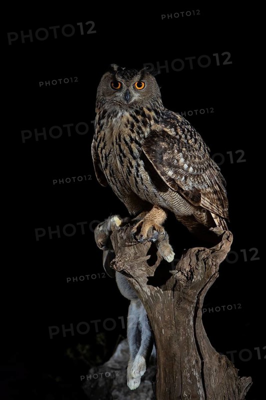 Eurasian Eagle-Owl (Bubo bubo) male with rabbit prey, Extremadura, Portugal