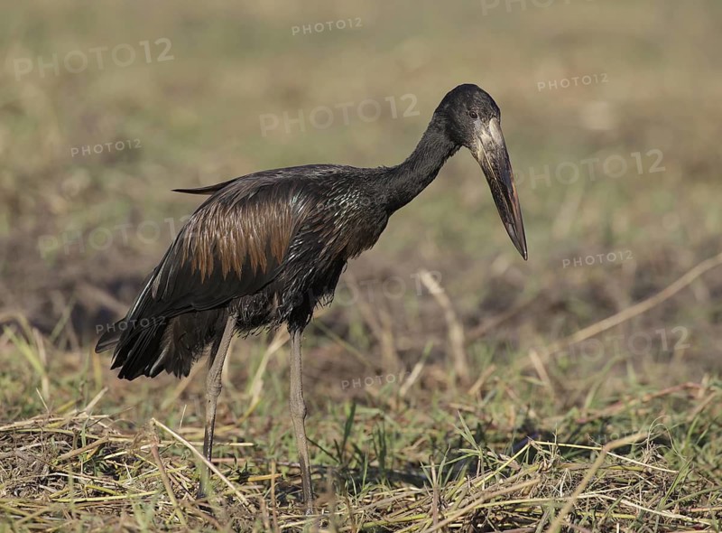 African Openbill (Anastomus lamelligerus) foraging, Chobe, Botswana