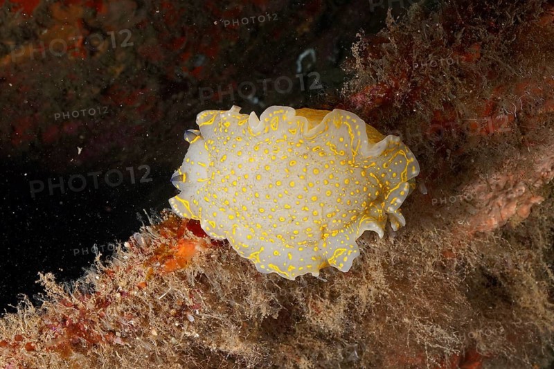 A bright yellow snail, yellow-violet star snail (Felimare Picta), gliding over algae-covered surface, dive site peninsula Giens, Mediterranean Sea, Porquerolles, Provence, Côte d'Azur, France