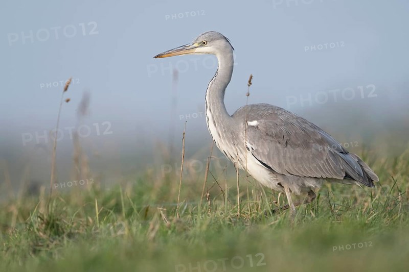 Grey Heron (Ardea cinerea) foraging, North Rhine-Westphalia, Germany