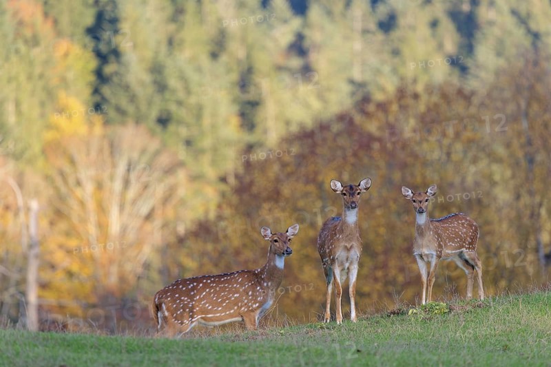 An Axis deer stag (Axis axis) and a young hind stand in a green meadow. A forest in autumn colours can be seen in the background