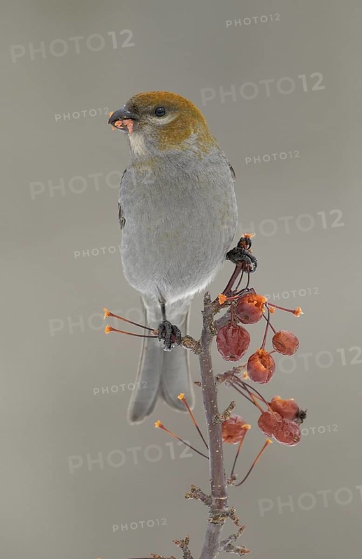 Pine Grosbeak (Pinicola enucleator) female, Minnesota, USA