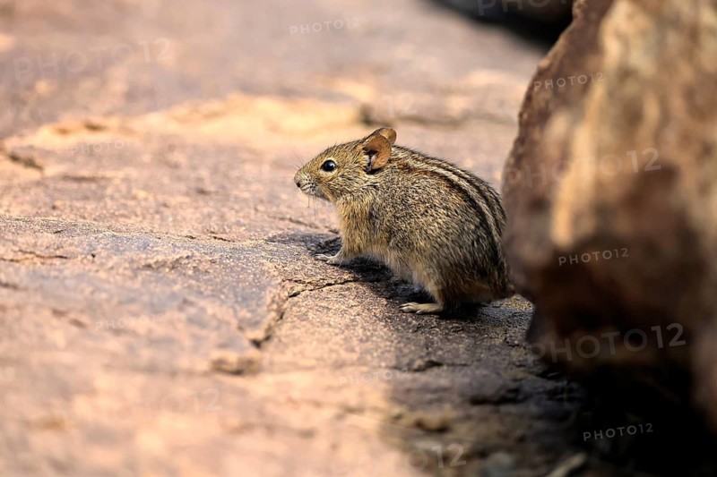 Typical striped grass mouse (Lemniscomys striatus), adult, alert, foraging, Mountain Zebra NP, Eastern Cape, South Africa