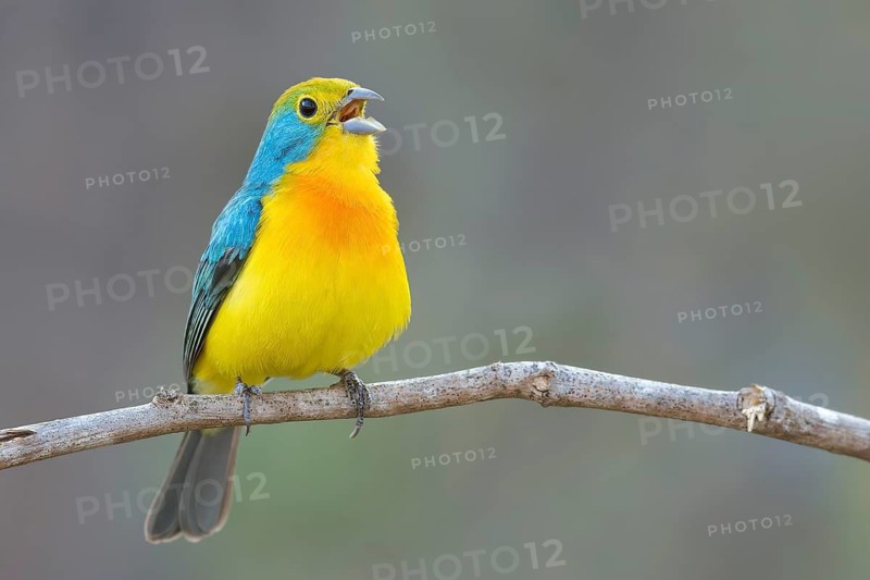 Orange-breasted Bunting (Passerina leclancherii) perched on a branch in Oaxaca, Mexico