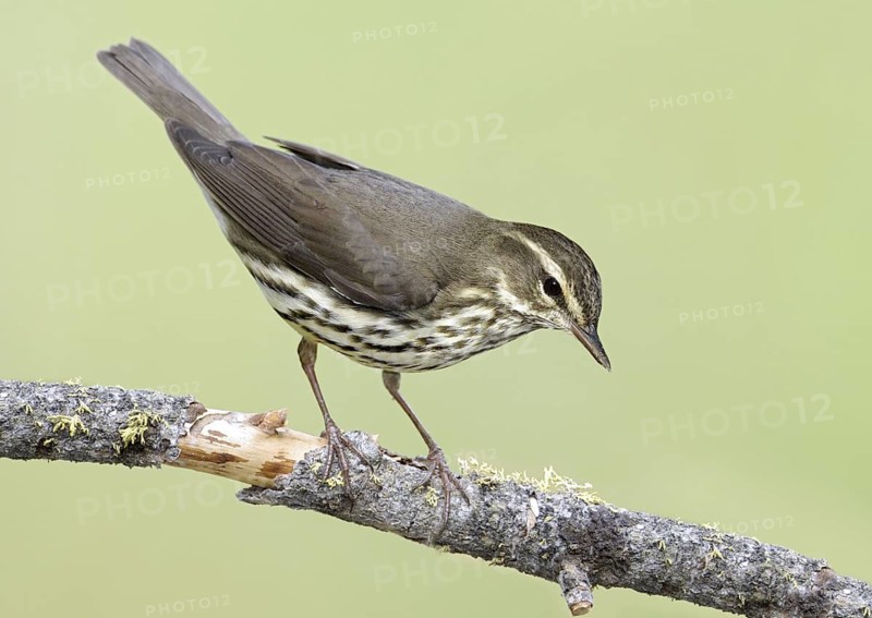 Northern Waterthrush (Parkesia noveboracensis), Montana, USA