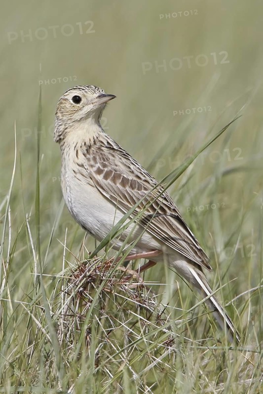 Sprague's Pipit (Anthus spragueii), Saskatchewan, Canada
