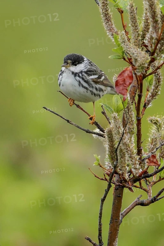 Blackpoll Warbler (Dendroica striata) perched on a branch in Nome, Alaska