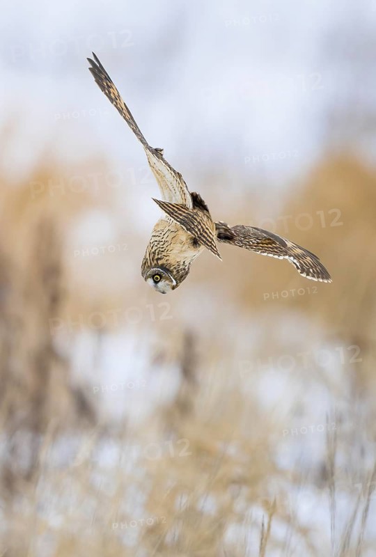 Short-eared Owl (Asio flammeus) flying, Alaska, USA