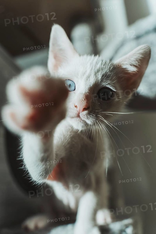 A playful white kitten with stunning blue eyes reaches out with its paw, inviting engagement and capturing hearts