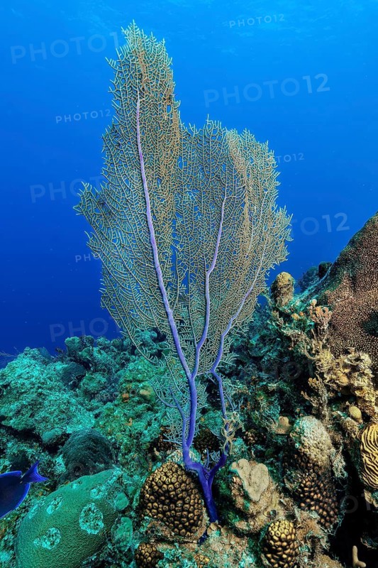 Common sea fan (Gorgonia ventalina), Caribbean fan coral, horn coral, gorgonian, Caribbean, New Providence Island, Bahamas