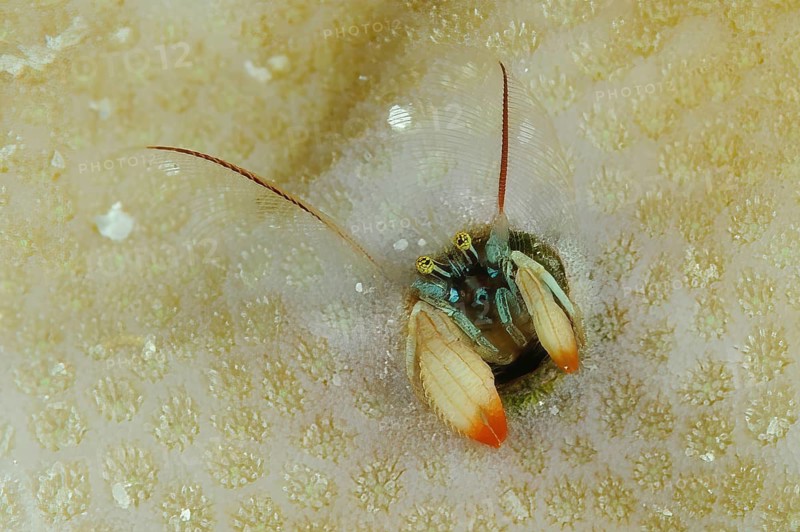 Underwater photo very 1 one centimetre small Kropp's coral hermit crab (Paguritta kroppi) species of right-handed hermit crab with right claw larger to close the living tube left claw smaller looks out Small hole tube in in living stony coral has antennae with fan tissue filters plankton from the water with long feathered antennae, Western Pacific
