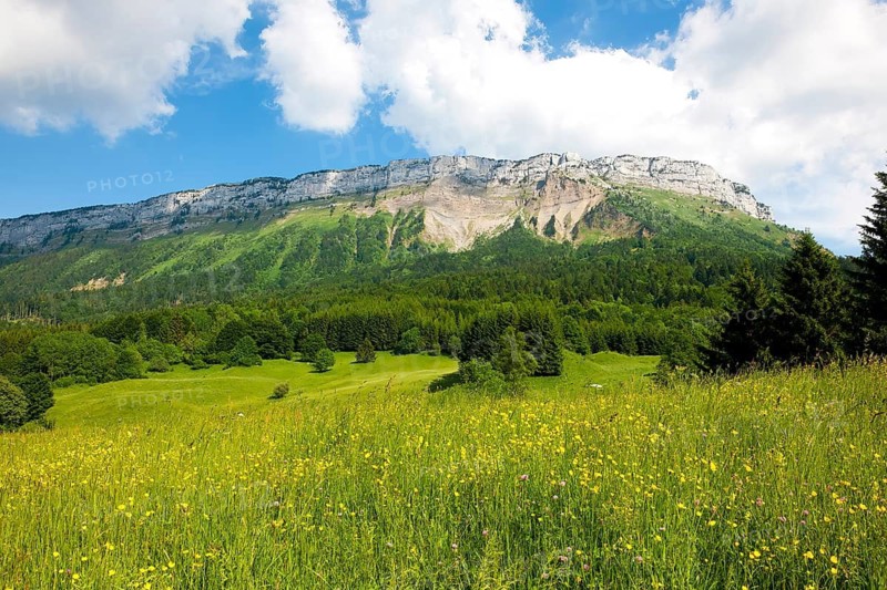 In the background mountainside in the Alps above tree line, visible traces of mountain slide, in the foreground yellow flowers in alpine flower meadow in alpine landscape in spring, South Tyrol, Alto Adige, Italy