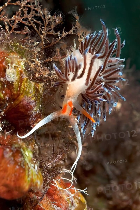 Nudibranch migratory thread snail (Cratena peregrina) crawls over hydrozoans, Mediterranean Sea, Giglio Island, Tuscany, Italy