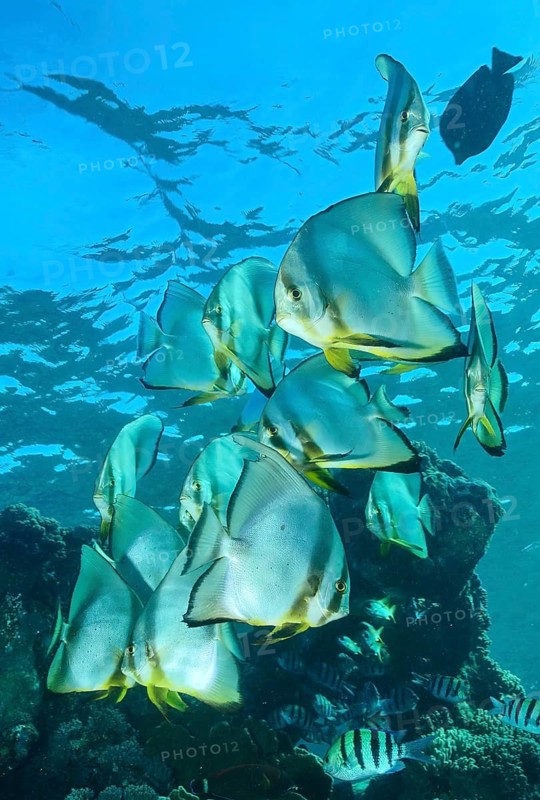 Small school of roundhead batfish (Platax orbicularis), Pacific Ocean, Yap, Micronesia, Oceania