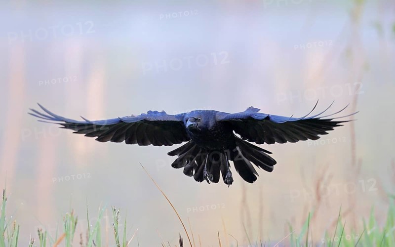 Rabenkrähe lat. Corvus corone, Altvogel im Flug im nebligen Morgenlicht von vorn