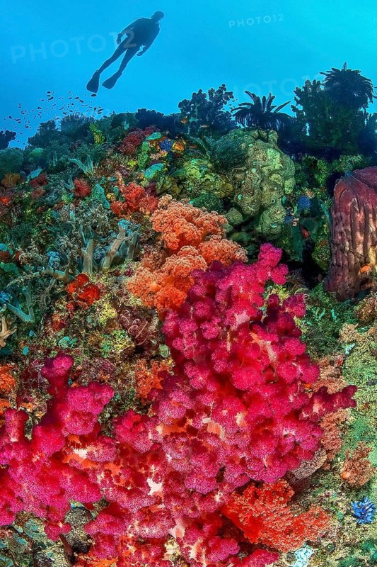 Lively colourful coral reef with soft corals (Dendronephthya), in the background silhouette of diver, Indo-Pacific, Pacific, Moluccas, Indonesia