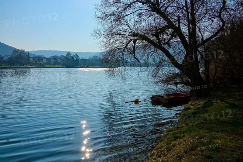 Calm lake with sun reflections in the water and a tree on the shore under clear sky, Faulbach, Main, Spessart, Bavaria, Germany