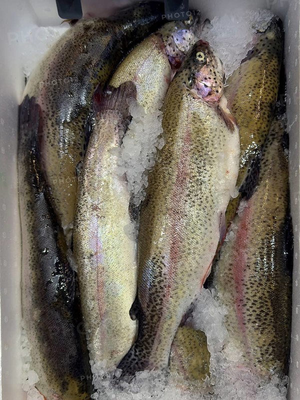Rainbow trout (Oncorhynchus mykiss) Red trout on ice in refrigerated counter fish counter display of fishmonger fish sales, food trade, retail, wholesale, fish trade, speciality shop, Germany