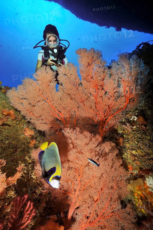 Diver looking at fan coral (Melithaea andamanensis) with open polyps while scuba diving in intact healthy colourful coral reef, Andaman Sea, Similan Islands, Thailand