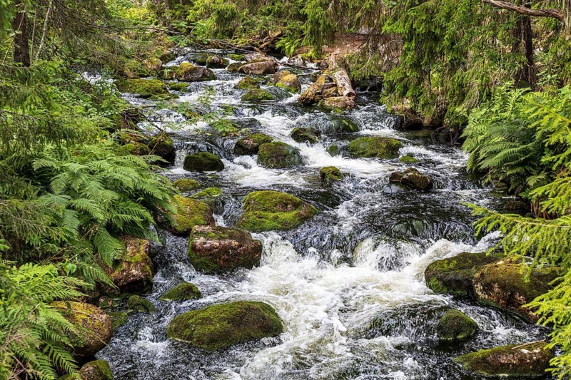 Njupån wild stream in Fulufjället National Park, Dalarnas län, Sweden