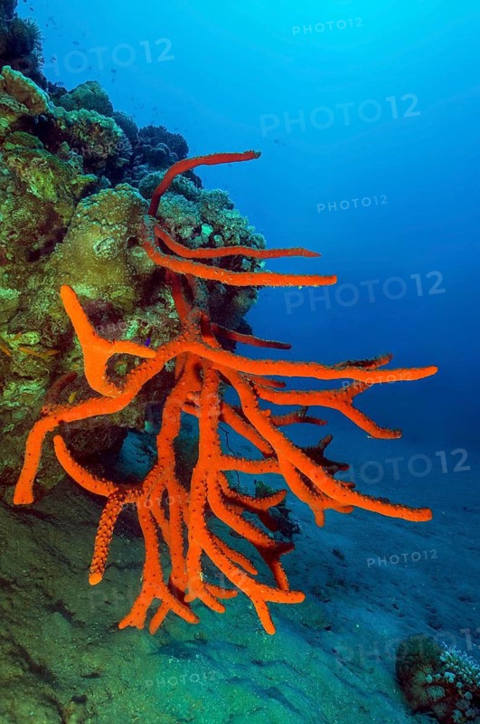 Underwater photo of red poisonous finger sponge (Aplysina cauliformis) with many branching arms branches growing in steep wall of tropical coral reef, Red Sea, Aqaba, Jordan