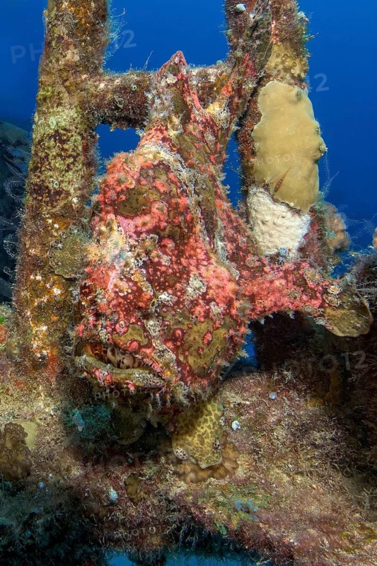 Giant anglerfish (Antennarius commersoni) sits with good camouflage well camouflaged in wreck part of sunken ship lurking for prey, Indian Ocean, Mauritius