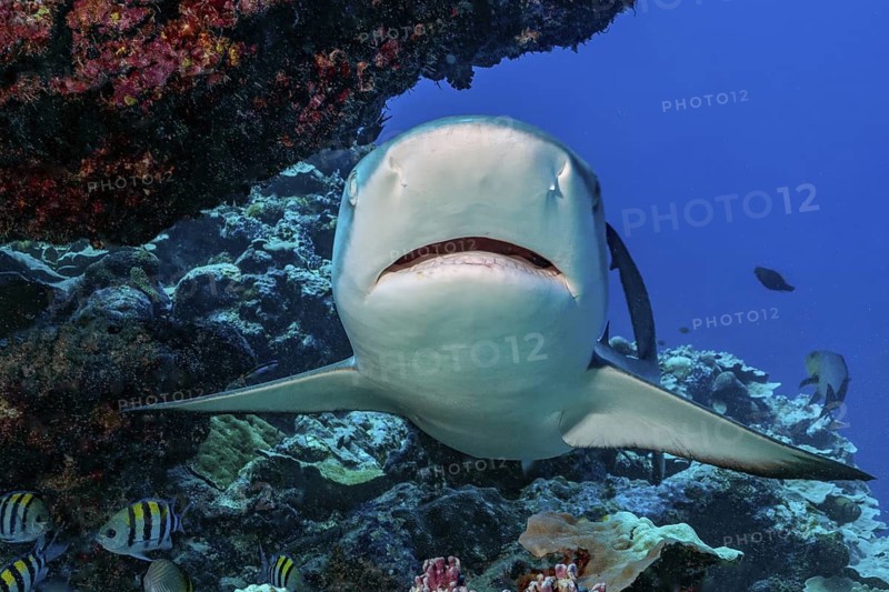 Underwater photo Close-up of Grey reef shark (Carcharhinus amblyrhynchos) swimming directly towards viewer, Pacific Ocean
