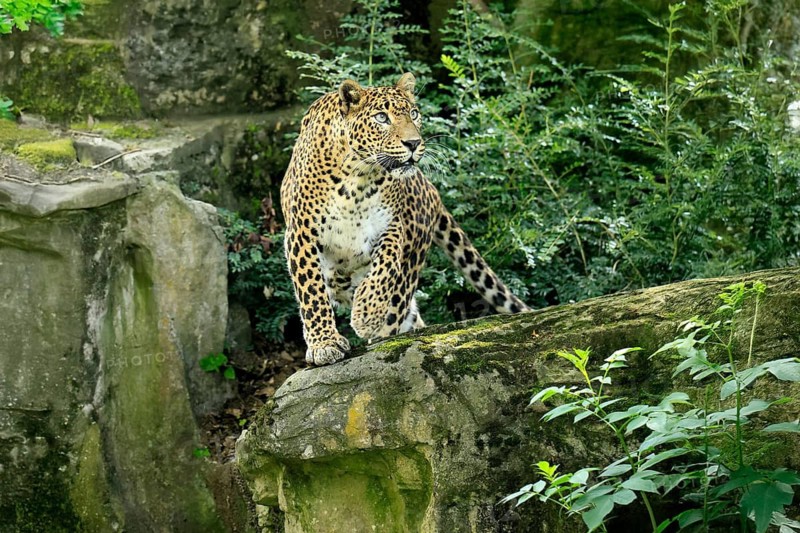 Sri Lanka Leopard (Panthera pardus kotiya), adult, on rocks, alert, Sri Lanka