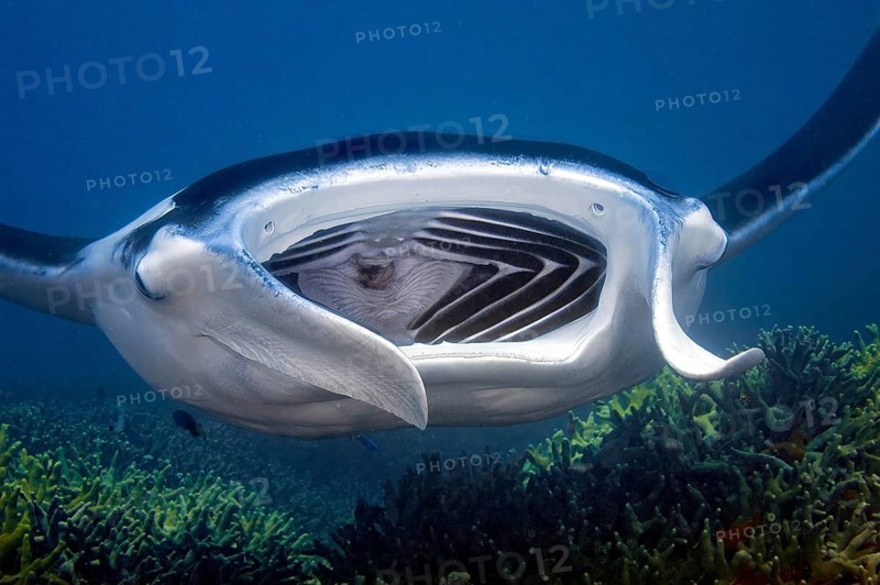 Underwater photo of giant ray manta (Manta alfredi) Reef manta plankton eater swimming with wide open mouth visible gill slits over coral reef with cleaning station, Pacific Ocean