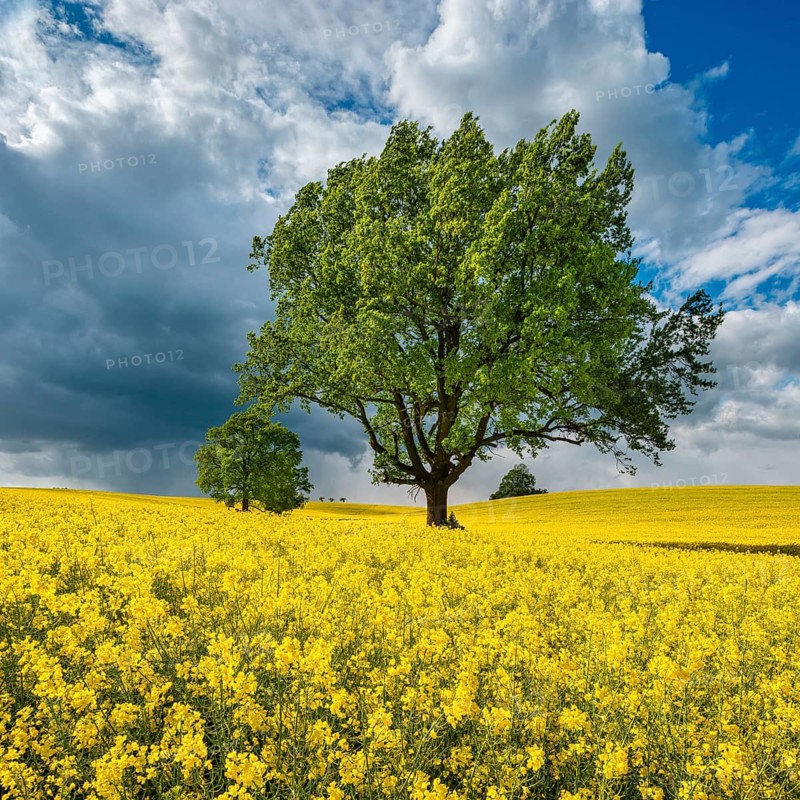 Large old solitary oaks in a blooming rapeseed field in spring, an approaching thunderstorm on the horizon, Burgenlandkreis, Saxony-Anhalt, Germany