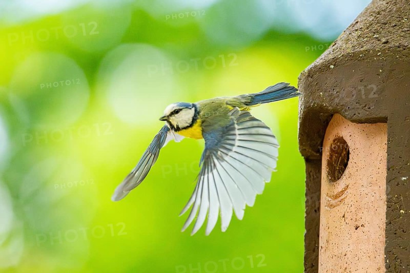 Eurasian blue tit (Cyanistes caeruleus) flying away from a bird house, Bavaria, Germany