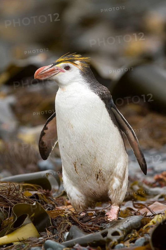 Royal Penguin (Eudyptes schlegeli), Macquarie Island, Australia
