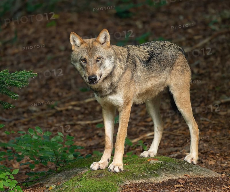 Wolf (Canis lupus) standing on a moss-covered rock and looking attentively, captive, Bavarian Forest National Park, Bavaria, Germany